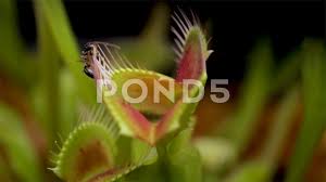 When the leaves snap shut, they form a trap. Venus Flytrap Catching Live Food Ant Be Stock Video Pond5