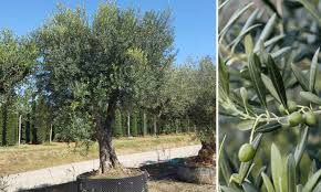 Image result for Olea europaea