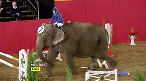 Look How Many F Cks I Give Funny Gif Funny Pictures Elephant
