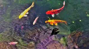This model is suitable for large ponds that are up to 3 acres in size and oxygenates water that runs up to 5ft deep, but at the same time is extremely quiet. budget pick: Koi Fish Pond With Calming And Relaxing Water Sound Youtube