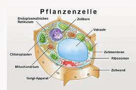 schule pflanzenzelle zellen zellenmodell