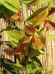 Image result for Pereskia aculeata