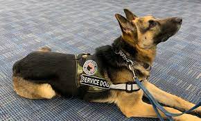 2,802 likes · 1 talking about this. Only Service Dogs Allowed To Fly At The Atlanta Airport Lucky Lady