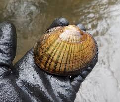 Evaluation of degradation of benthos in the Kalamazoo and Clinton Rivers:  Pilot health survey of native mussels