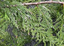 Image result for didymascella thujina