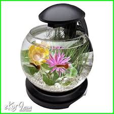 Taruh aquarium mini yang unik ini di tempat yang tidak mudah dijangkau. 10 Gambar Aquarium Ikan Cupang Unik Minimalis Baik Untuk Hias Dan Petarung Dunia Fauna Hewan Binatang Tumbuhan Aquarium Ikan Ikan Akuarium Ikan Cupang