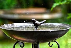 Let heated bird baths help birds during the harsh winter months. 5 Best Heated Bird Baths To Give Birds Fresh Water In 2021