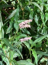 Image result for Persicaria madagascariensis