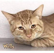 This Lovable Cat Needs A Home Tabby Short Coat In Mason Mi Cat Pets Pet Adoption Petsnearme Pet Adoption Pets Dog Adoption