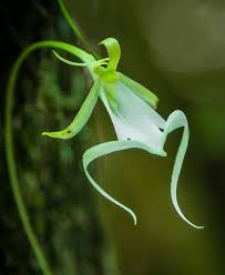 Many of these flowers will bloom in late spring or late summer, and we. The 10 Rarest Flowers In The World Worldatlas