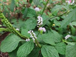 Image result for Heliotropium indicum