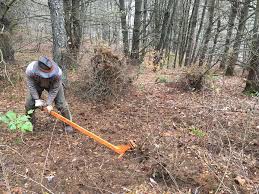 It works just fine, but needs a small strip of 3/4 plywood to keep the foot from sinking in. Tackling Invasive Barberry At Cady Hill Forest Prickly But Productive Work Stowe Land Trust