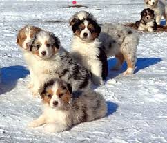 A place for really cute pictures and videos!. Northridge Australian Shepherds Australian Shepherds In Ohio