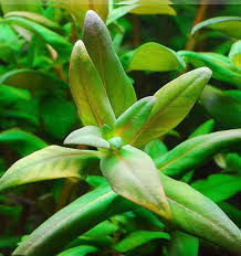 Image result for Nesaea rautanenii