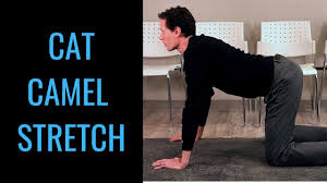 If you have any questions, please feel free to contact us at Cat Camel Exercise Transform Chiropractic