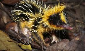 Endangered animals list with facts, pictures & links to further information. 13 Strange And Cute Animals You Ve Never Heard Of Wanderlust