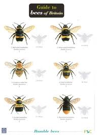 Guide To Bees Of Britain Identification