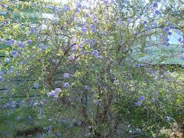 Maybe you would like to learn more about one of these? Tree Naturally Beautiful