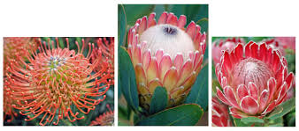 Image result for Protea micans