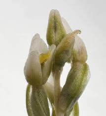 Image result for Zeuxine elongata