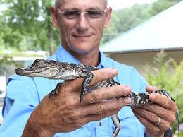Alligator recaptured, returned to farm