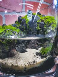 Diy Mini Paludarium Using Sidewalk Moss A Few Rocks A Little Soil In 2020 Beautiful Terrariums Moss Terrarium Soil