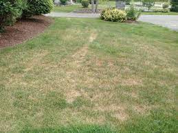 When i complained my neighbours' dogs kept pooping on my lawn without picking it up. Dead Tire Tracks On Lawn Could Be Ascochyta Green Thumb Lawn Service