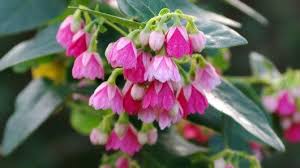 Image result for Stipularia africana