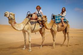 Israel - Beduin On His Camel In The Negev | Ebay