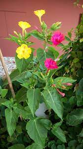 4 o'clock flower, dhaka, bangladesh. Four O Clock Flowers Or Marvel Of Peru We Call These The Koolaide Plants As They Smell Just Like Koolaide Flower Seeds Flowering Plants In India Clock Flower