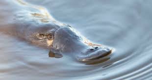Image result for Platterpus