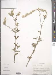 Image result for Psilotrichum sericeum