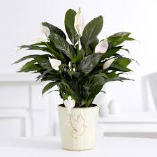 Bathroom plants make it easy to create a misty, indoor oasis. Plants For Windowless Bathrooms Plant Your World