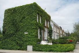 Image result for Ficus pumila