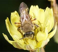 Image result for Lipotriche