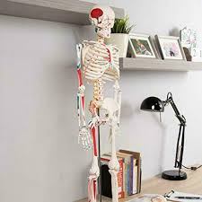 Human Skeleton Anatomy Series 3d Model Chart Biology Mould Education Scien J8v0