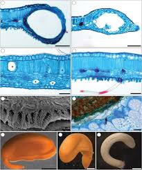 Image result for Ptaeroxylon