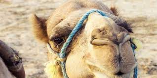 Between the combination of the anatomy and absolutely wonderful conditions, the shape is supposed to look like. How To Never Ever Get Caught With A Camel Toe Women S Health