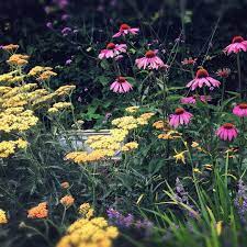 Manyberries On Instagram Achillea Terracotta Amp Echinacea Magnus Part Of A Scheme That We Planted In June Plantingde Plants Plant Design Garden Plants