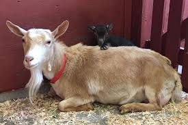 We did not find results for: Beacon Hill Children S Farm Plans To Reopen With Goats Petting Zoo Will Remain Closed