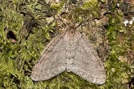 Image result for Trichopteryx