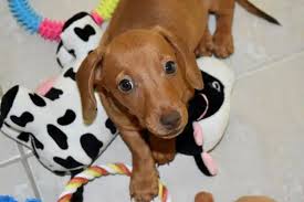 Dog Bee Sting? Here'S What To Do - Dogs Naturally