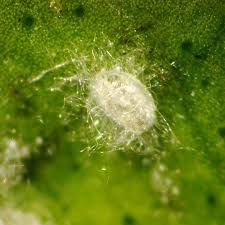 Image result for Allophylus whitei