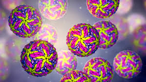 Gwaltney jm jr, druce hm. Rhinovirus Type 1a Lysate The Native Antigen Company