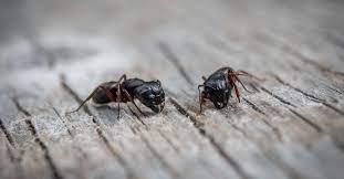 The best time to have your home sprayed is in the early spring. Why Now Is The Best Time To Treat For Carpenter Ants New Leaf Pest Control