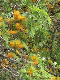 Check spelling or type a new query. About Garden Design Grevillea Robusta