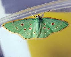 Black And White Striped Butterfly With Red Dots Red Dotted Emerald Moth Comostola Laesaria Moth Beautiful Butterflies Bird Pictures