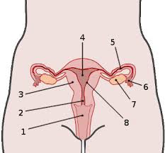 Unused eggs dissolve and pass out during menstruation. Free Anatomy Quiz The Anatomy Of The Female Reproductive System Quiz 1