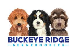 Buckeye ridge bernedoodles is located on 10 acres of beautiful rolling hills in southeastern ohio. Buckeye Ridge Bernedoodles And Labradoodles Home Facebook