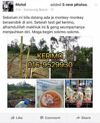 Babi hutan (sus scrofa) merupakan salah satu hama yang cukup merepotkan petani. Hot Item Kerimo Penghalau Musuh Tanaman Halau Babi Hutan Monyet Kera Shopee Malaysia